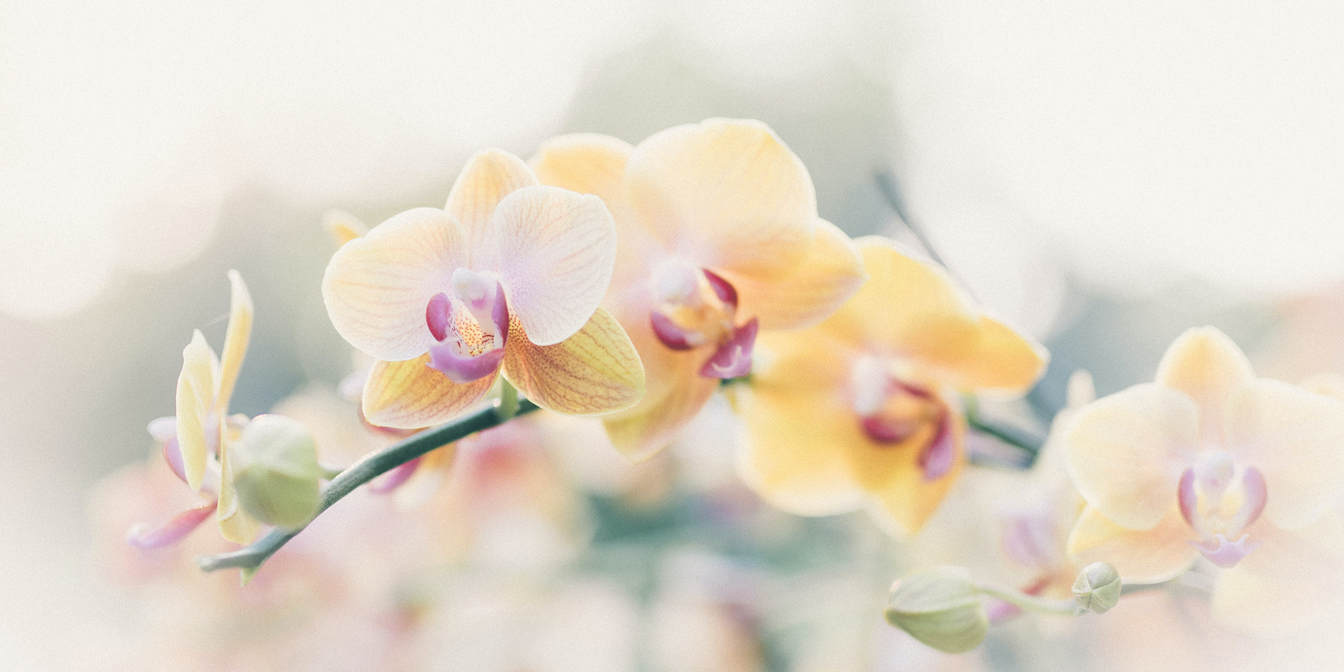 gelbe Orchidee,© unsplash/Dominik Vanyi 
